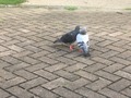 なります