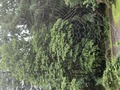 雨後の巣