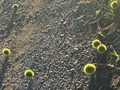 一つ目小僧の軍団⁉️