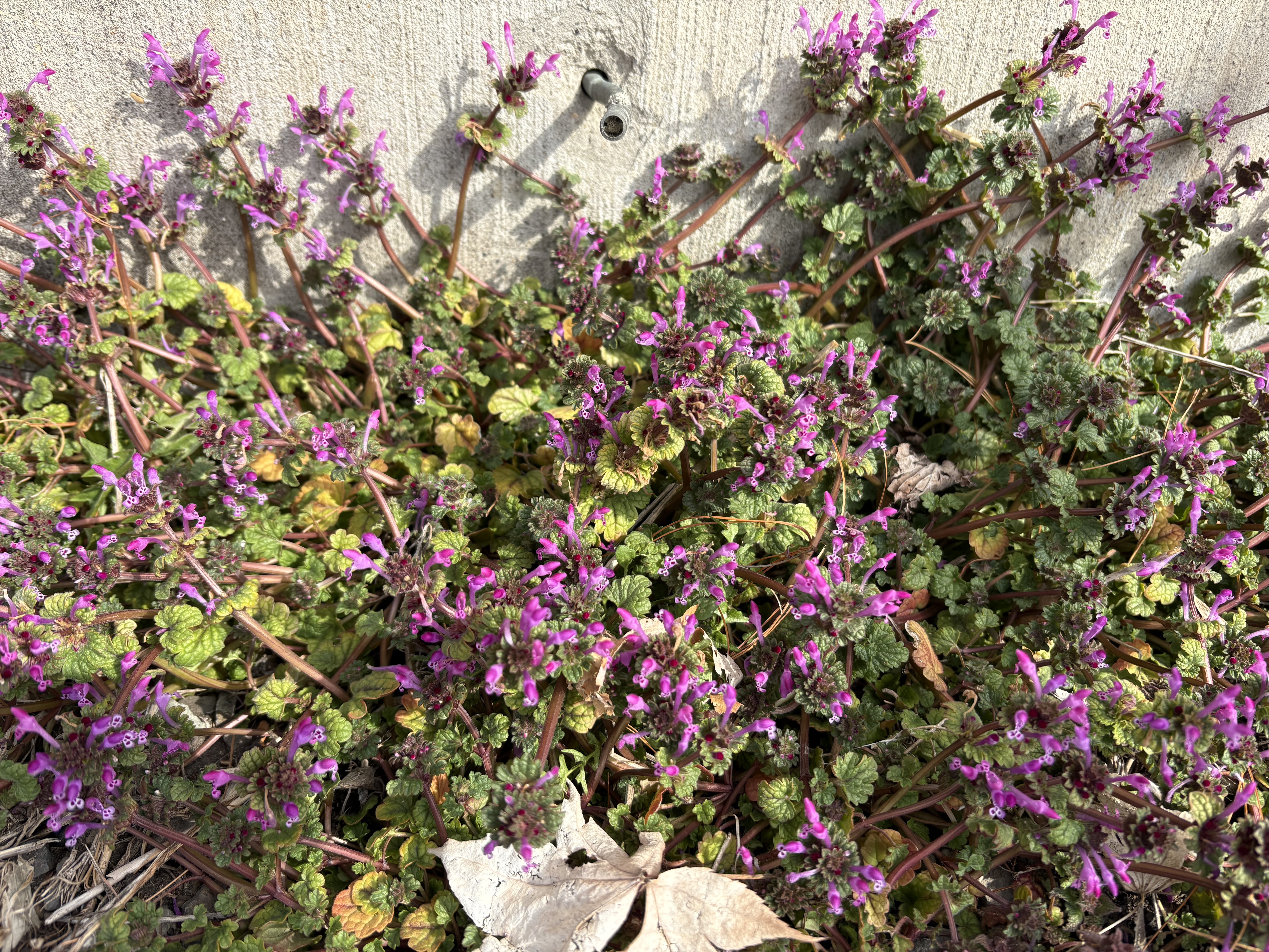 IMG_5169.jpeg
