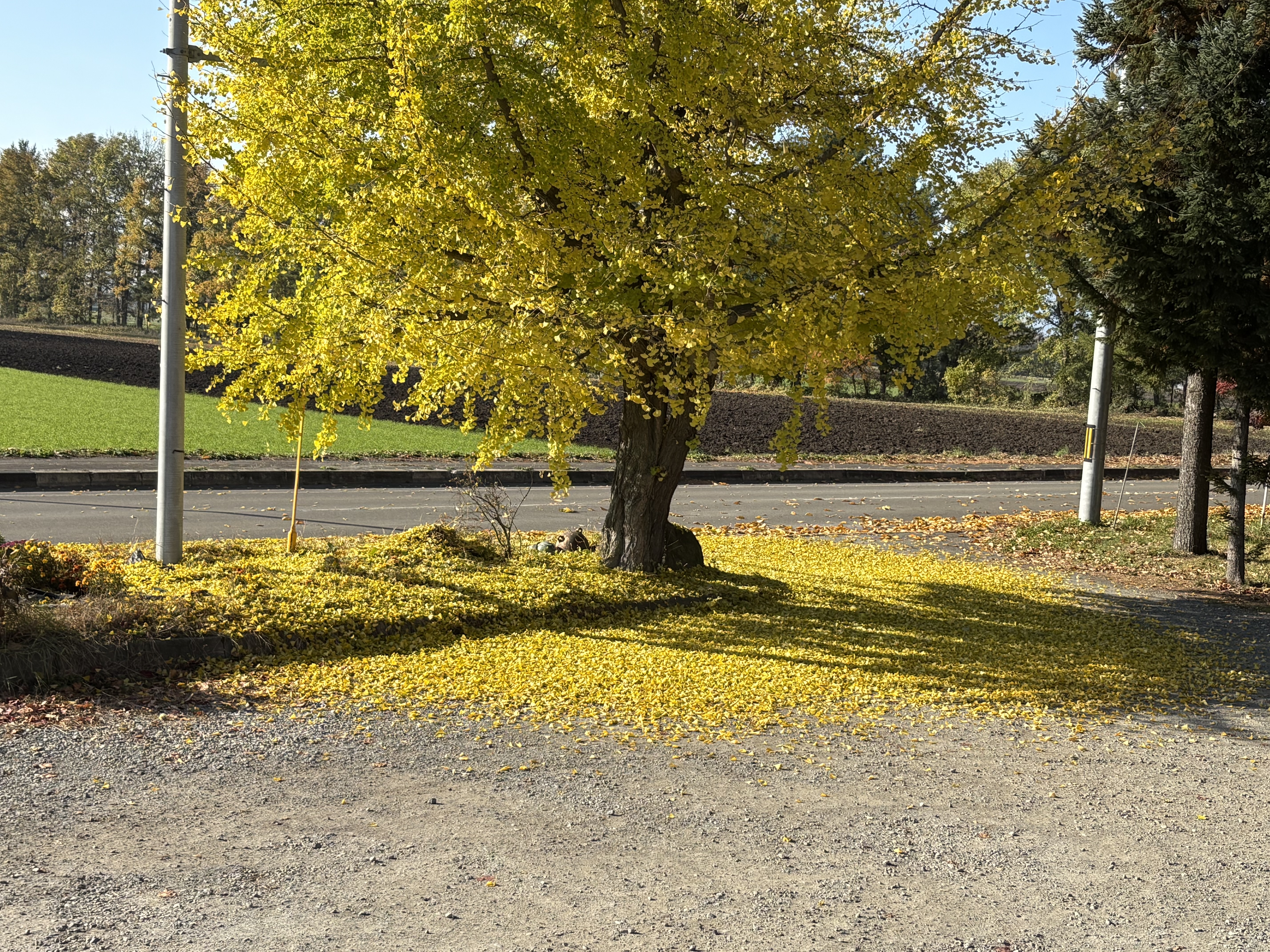 IMG_6523.jpeg