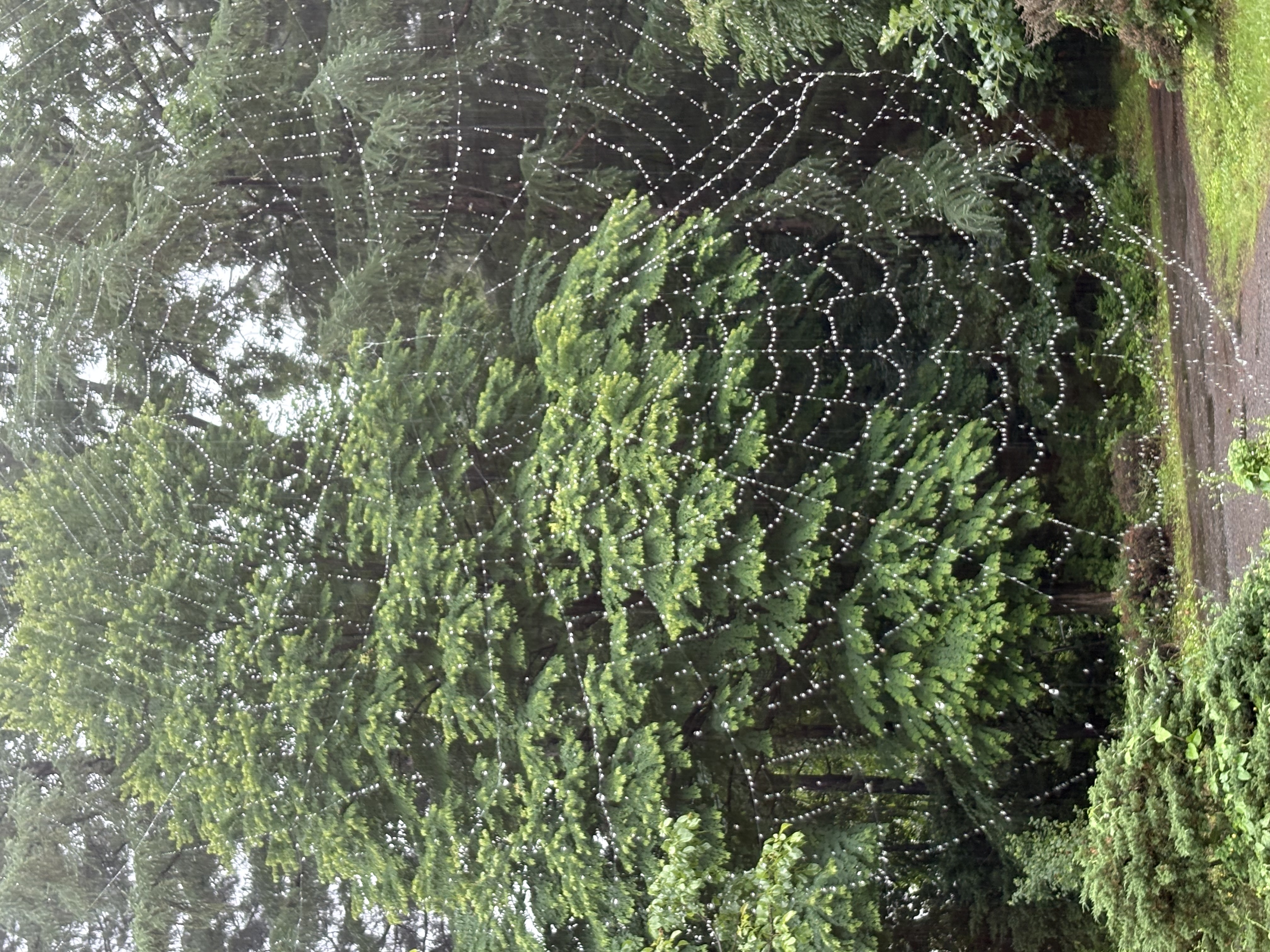 IMG_7823.jpeg